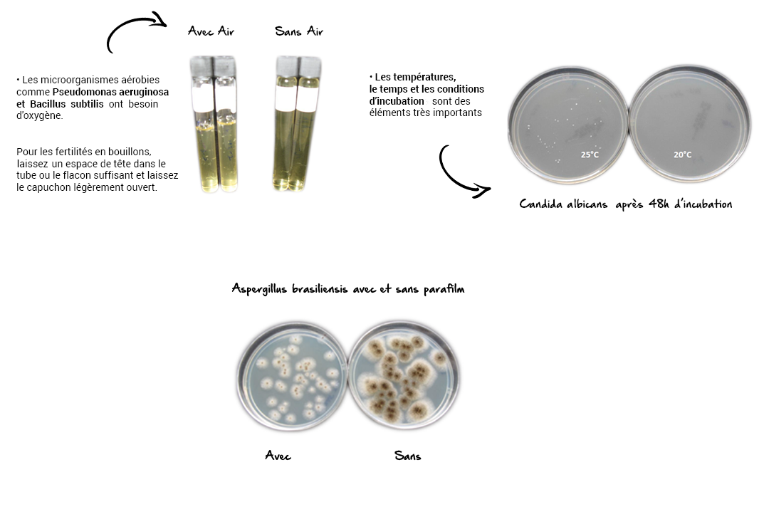 Candida-albicans